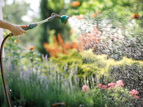 Watering a garden in San Jose, CA